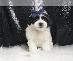 Puppy Bluey F1 Morkie