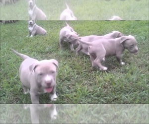 American Bully Puppy for sale in NORFOLK, VA, USA