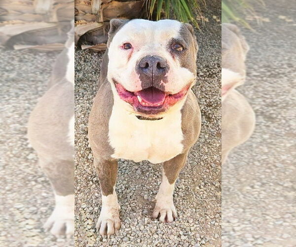 Medium Photo #6 American Staffordshire Terrier-Unknown Mix Puppy For Sale in Lake Forest, CA, USA