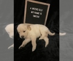 Small Photo #3 Golden Retriever Puppy For Sale in WINTER PARK, FL, USA