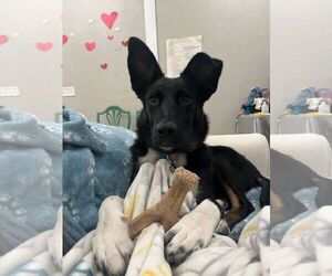 Border Collie-Unknown Mix Dogs for adoption in Horn Lake, MS, USA