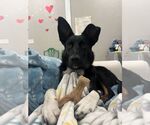 Small Border Collie Mix