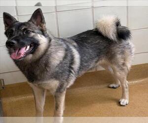 Norwegian Elkhound Dogs for adoption in Derwood, MD, USA