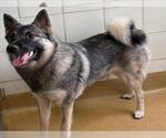 Small Norwegian Elkhound