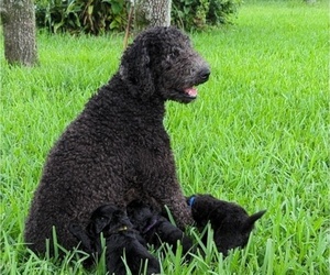 Mother of the Poodle (Standard)-Sheepadoodle Mix puppies born on 05/16/2022