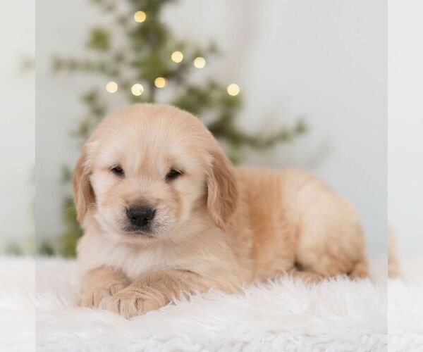 Medium Photo #3 Golden Retriever Puppy For Sale in NEWPORT, PA, USA