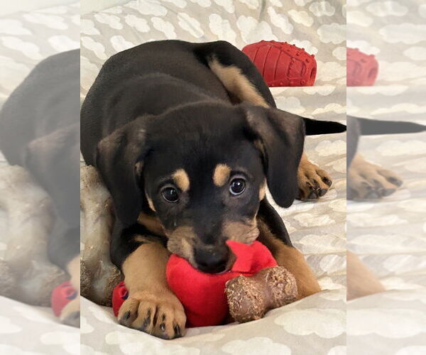 Medium Photo #4 Mutt Puppy For Sale in Mooresville, NC, USA