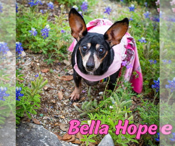 Medium Photo #40 Dachshund-Unknown Mix Puppy For Sale in San Antonio, TX, USA