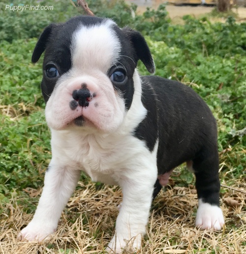 View Ad Boston Terrier Puppy for Sale, Oklahoma, FOYIL, USA