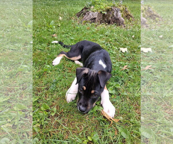 Medium Photo #4 American Pit Bull Terrier-Labrador Retriever Mix Puppy For Sale in Germantown, OH, USA