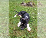 Small #3 American Pit Bull Terrier-Labrador Retriever Mix