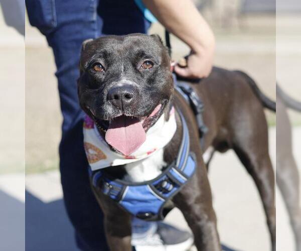 Medium Photo #1 American Staffordshire Terrier-Unknown Mix Puppy For Sale in San Antonio, TX, USA