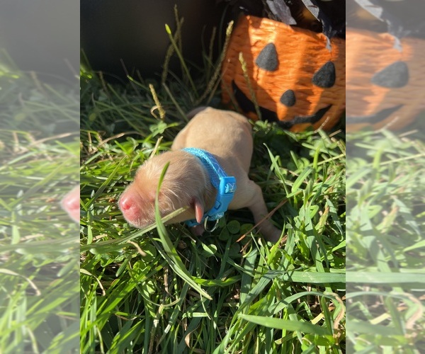 Medium Photo #6 Golden Retriever Puppy For Sale in NEOLA, WV, USA