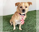 Small #3 Chihuahua Mix