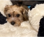 Small #2 Yorkshire Terrier