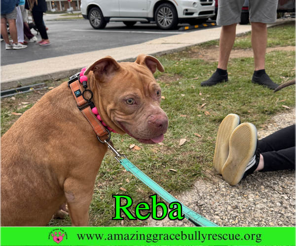 Medium Photo #10 American Bulldog-Unknown Mix Puppy For Sale in Pensacola, FL, USA