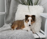 Small Photo #4 Shetland Sheepdog Puppy For Sale in BALTIC, OH, USA