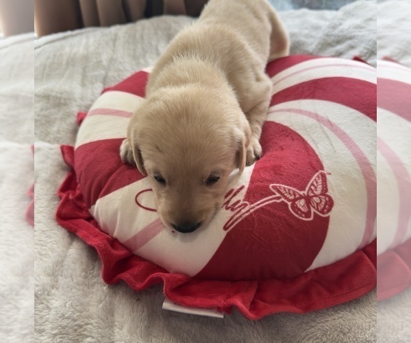 Medium Photo #2 Labrador Retriever Puppy For Sale in ELIZABETH, WV, USA