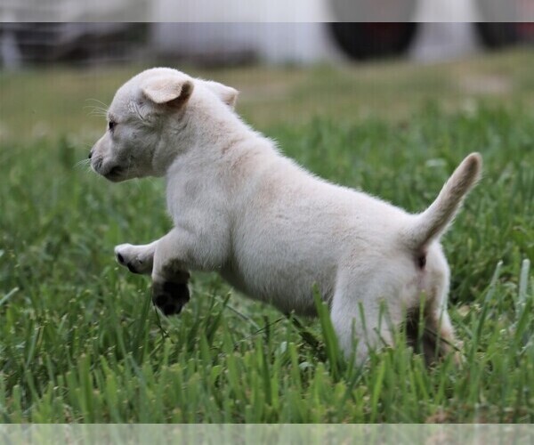 Medium Photo #4 Labrador Retriever Puppy For Sale in SYRACUSE, IN, USA