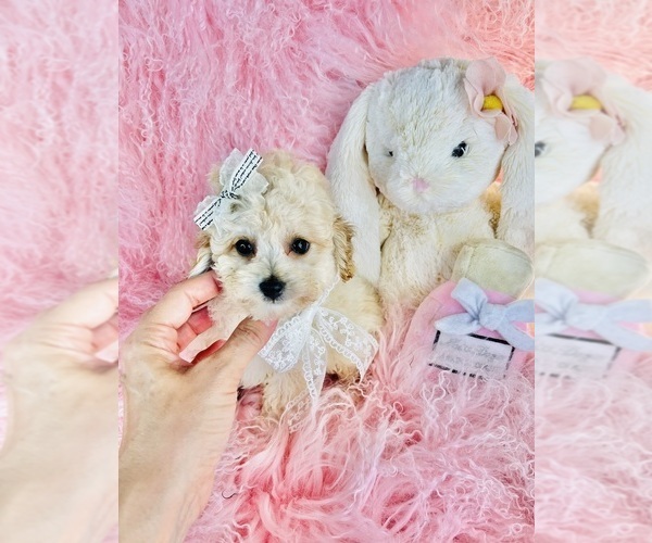 Medium Photo #17 Poodle (Toy) Puppy For Sale in FORT LAUDERDALE, FL, USA