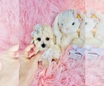 Small #16 Poodle (Toy)