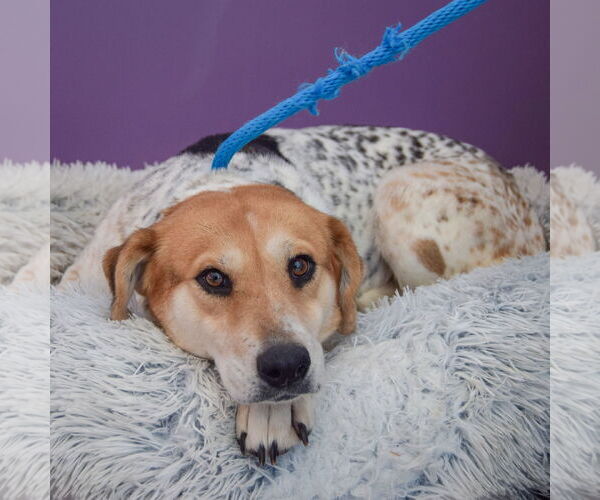 Medium Photo #5 Basset Hound-Unknown Mix Puppy For Sale in Huntley, IL, USA