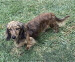 Small #2 Dachshund
