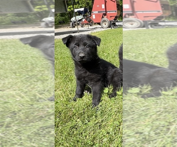 Medium Photo #1 German Shepherd Dog Puppy For Sale in PULASKI, PA, USA