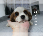 Small #16 Cavalier King Charles Spaniel