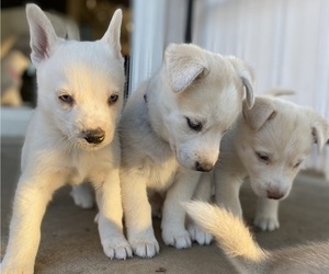 Labrador Retriever-Siberian Husky Mix Puppy for Sale in OXNARD, California USA