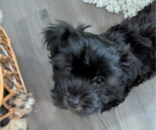 Medium Photo #6 Havashire-Mal-Shi Mix Puppy For Sale in FLEMING ISLAND, FL, USA