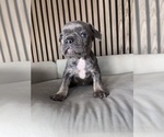 Small Photo #8 French Bulldog Puppy For Sale in LAKEWOOD RANCH, FL, USA