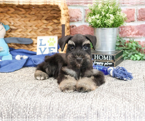 Schnauzer (Miniature) Puppy for sale in SYRACUSE, IN, USA