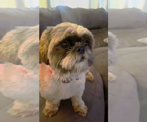 Shih Tzu Dogs for adoption in St. Louis Park, MN, USA