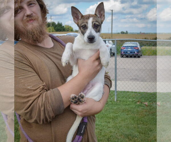 Medium Photo #4 Mutt Puppy For Sale in Huntley, IL, USA