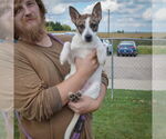Small #3 Mutt