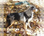 Small #4 Miniature Australian Shepherd