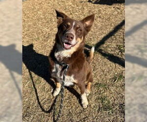 Mutt Dogs for adoption in Evansville, IN, USA