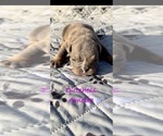Puppy Dutchess Amelia Bulldog