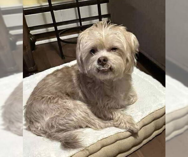 Medium Photo #4 Shih Tzu-Unknown Mix Puppy For Sale in Westmont, IL, USA