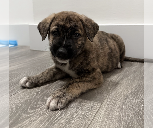 Medium Photo #1 Mutt Puppy For Sale in Brooklyn, NY, USA