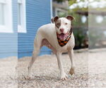 Small #2 American Pit Bull Terrier