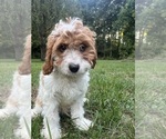 Small #48 Cavapoo-Poodle (Miniature) Mix