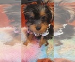 Small Photo #62 Yorkshire Terrier Puppy For Sale in AKRON, OH, USA