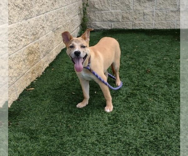 Medium Photo #4 Akita-Unknown Mix Puppy For Sale in Rockwall, TX, USA