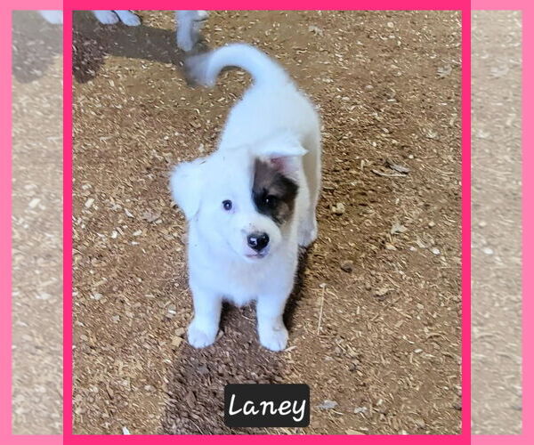 Medium Photo #1 Border Collie-Unknown Mix Puppy For Sale in Granbury, TX, USA