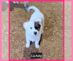Border Collie-Unknown Mix Dogs for adoption in Granbury, TX, USA