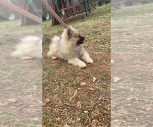 American Eskimo Dog-Keeshond Mix Puppy for sale in HIGH POINT, NC, USA