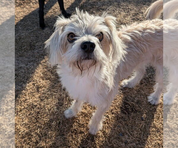 Medium Photo #5 Mutt Puppy For Sale in Vail, AZ, USA