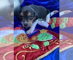 Small Photo #19 Welsh Foxhound  Puppy For Sale in AIKEN, SC, USA